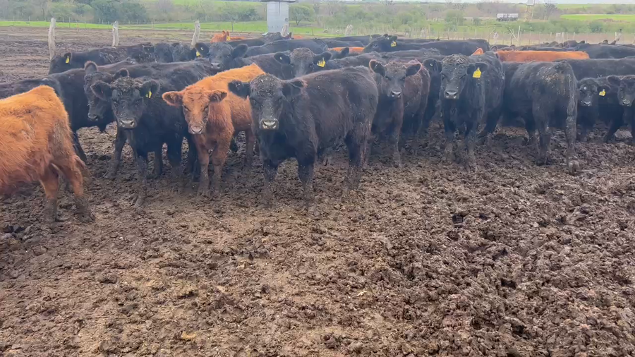 Lote 50 Terneros en Maciá, Entre Ríos