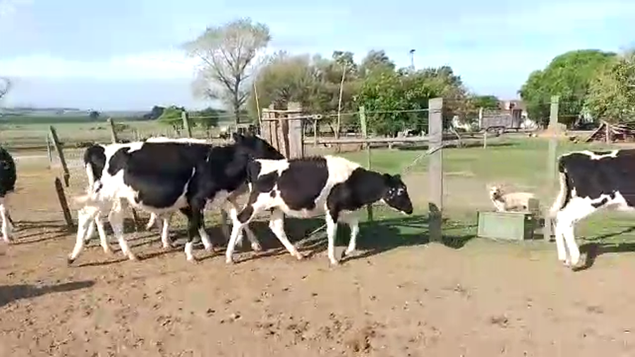 Lote 7 Terneros Holando