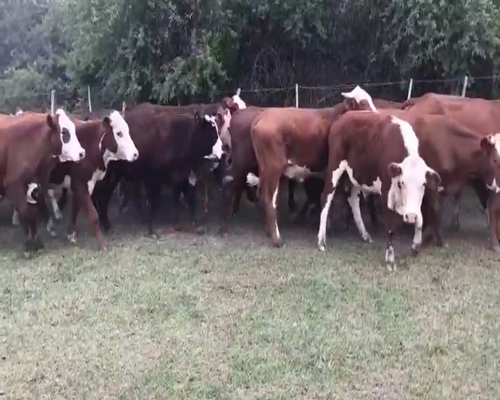 Lote 60 Novillos en Esquina, Corrientes