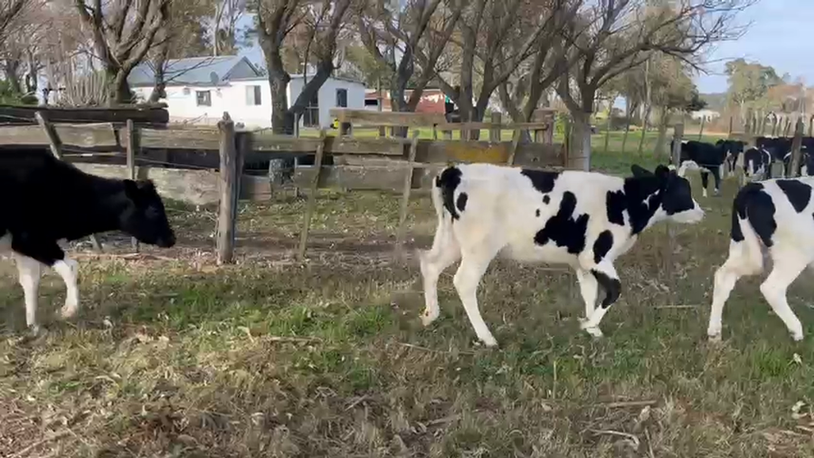 Lote 24 Terneras a remate en Pantalla Aniversario - Escritorio Camy, San José