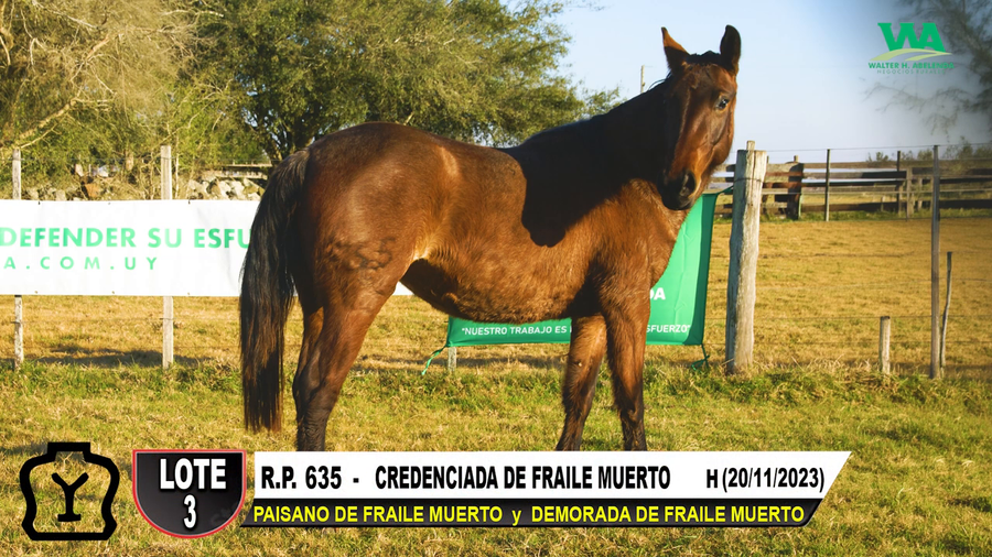 Lote CREDENCIADA DE FRAILE MUERTO