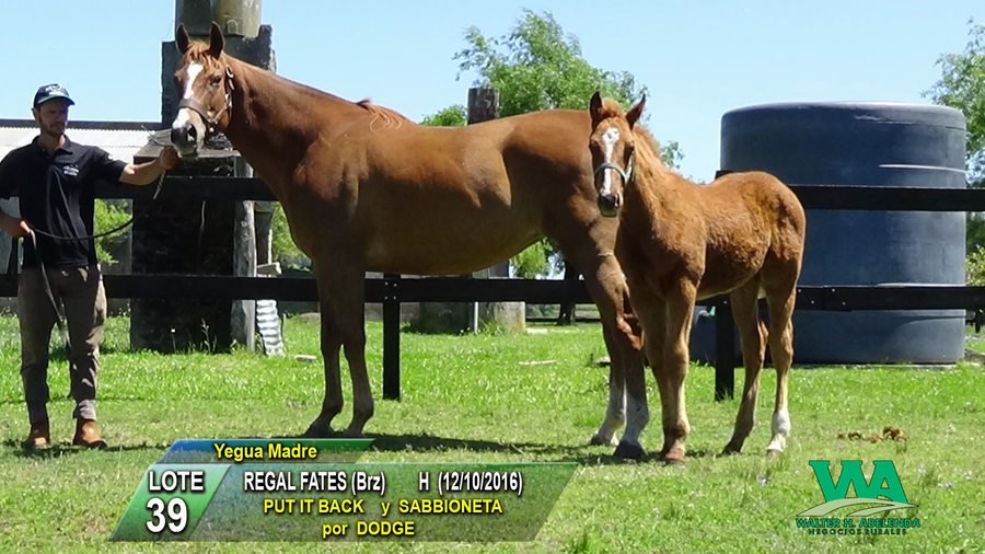 Lote REGAL FATES (Brz)