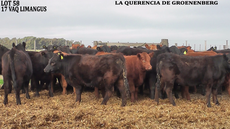 Lote VAQUILLONAS PARA SERVICIO