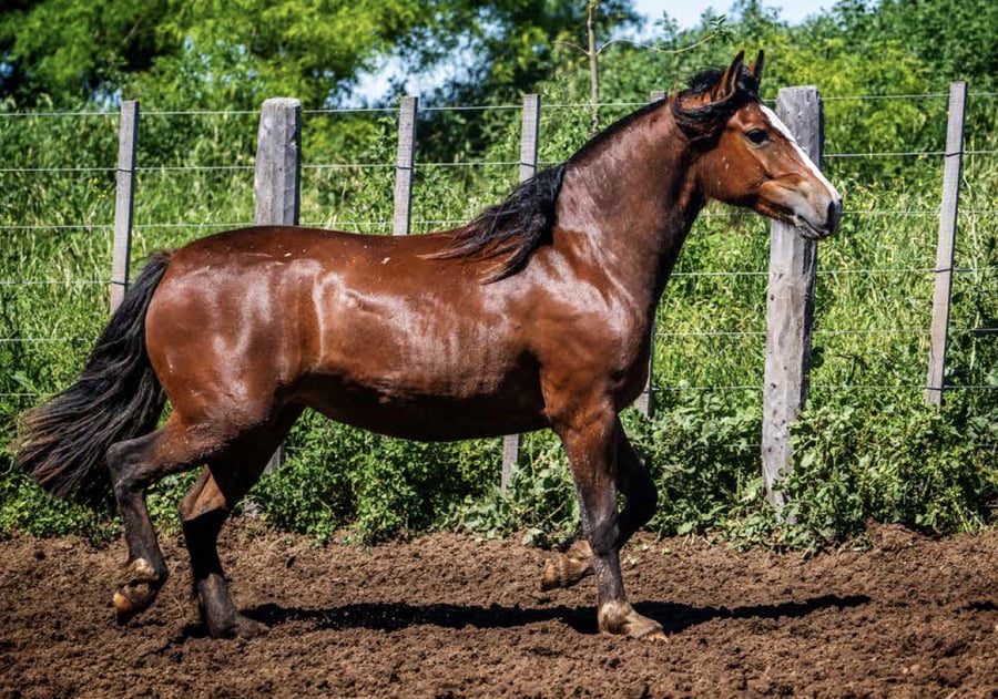 Lote DEL OESTE PUNTERA