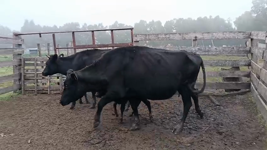 Lote 2 Vaca a remate en Pantalla Especial de Otoño 450kg - , San José