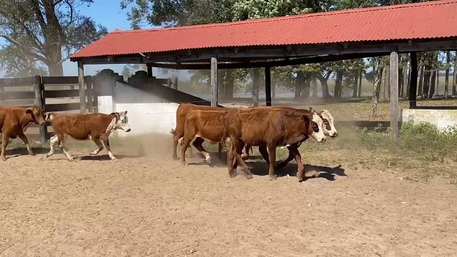 Lote 70 Terneros/as en Corrientes, Esquina