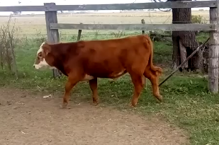 Lote 23 Terneros/as de 200Kg en Pueblo Italiano, Córdoba