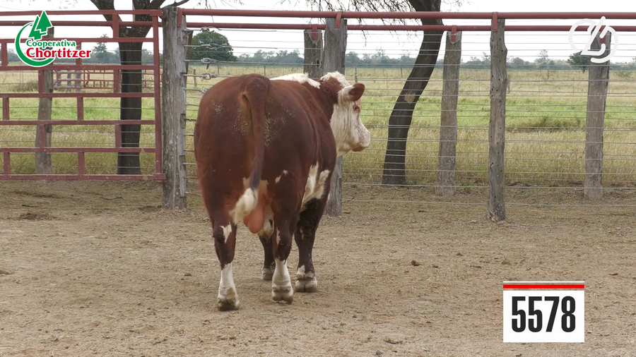 Lote Hereford