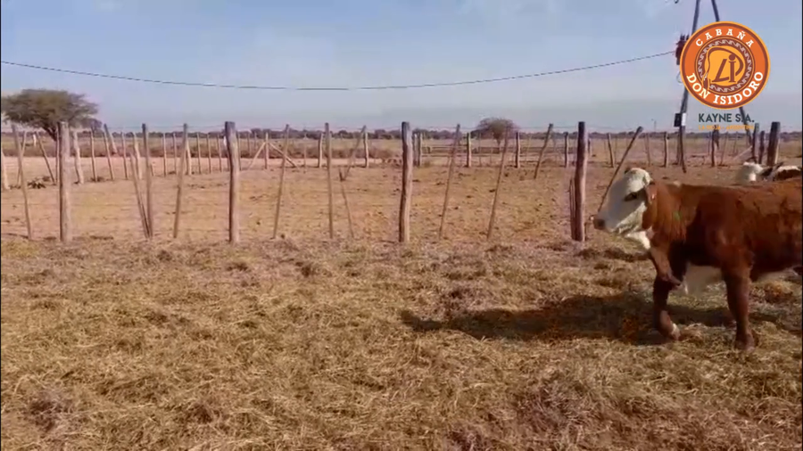 Lote VAQUILLONAS CABAÑA DON ISIDORO