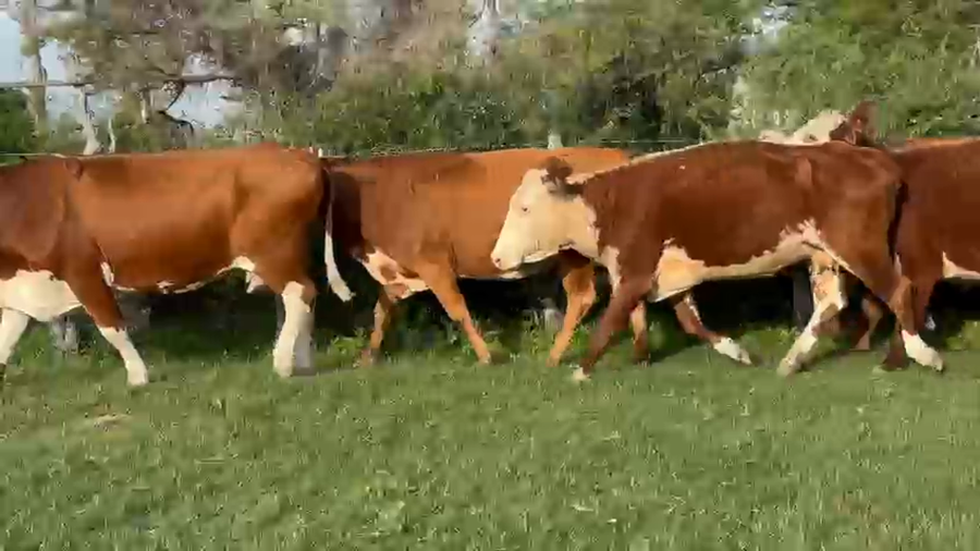 Lote 7 Vacas de invernar en Corrientes, Curuzú-Cuatiá