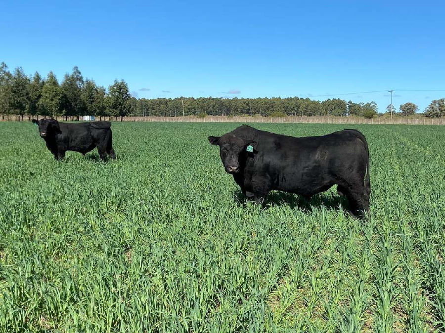 Lote 40 Toros reproductor en Gualeguaychú, Entre Ríos