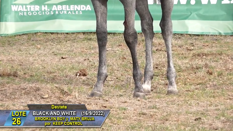 Lote Black and White