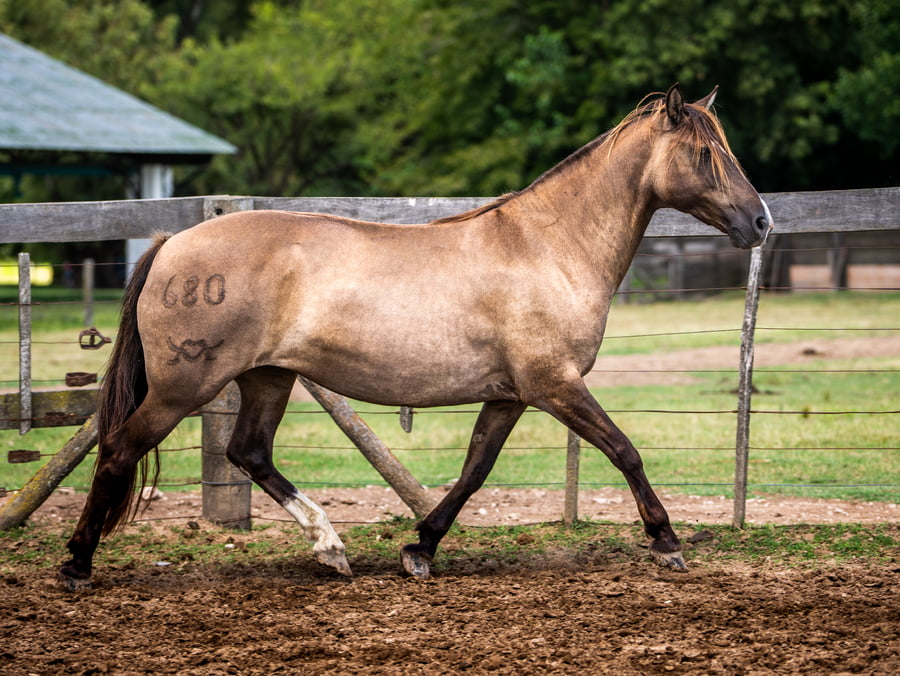 Lote LUJANENSE VERDAD