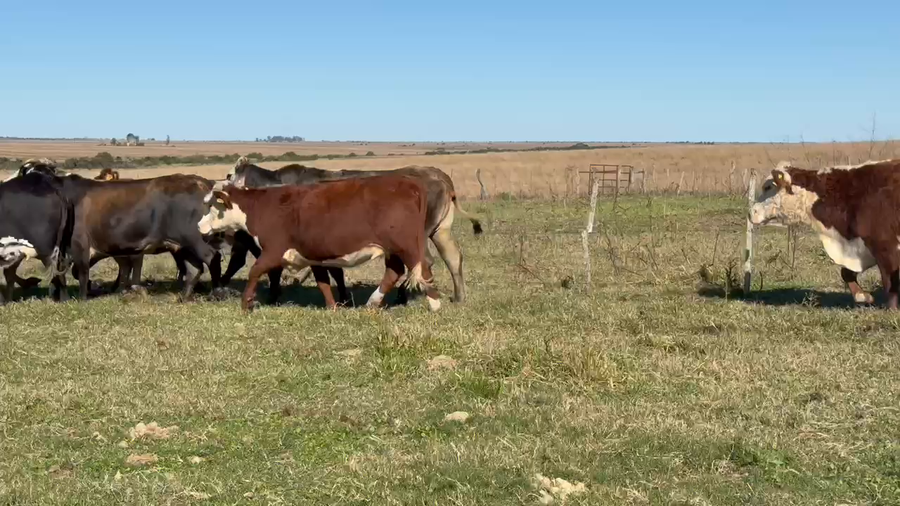 Lote 42 Vacas medio uso C/ gtia de preñez en Corrientes, Mercedes