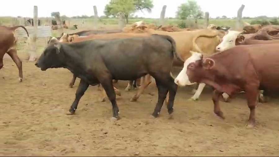 Lote 50 Vaquillonas en Vilelas, Santiago del Estero