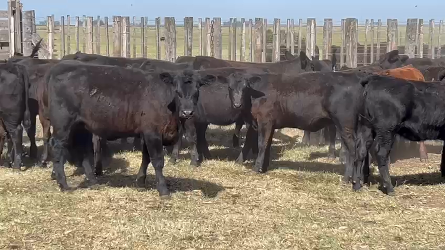 Lote 160 Terneras en A. Gonzales Chaves, Buenos Aires