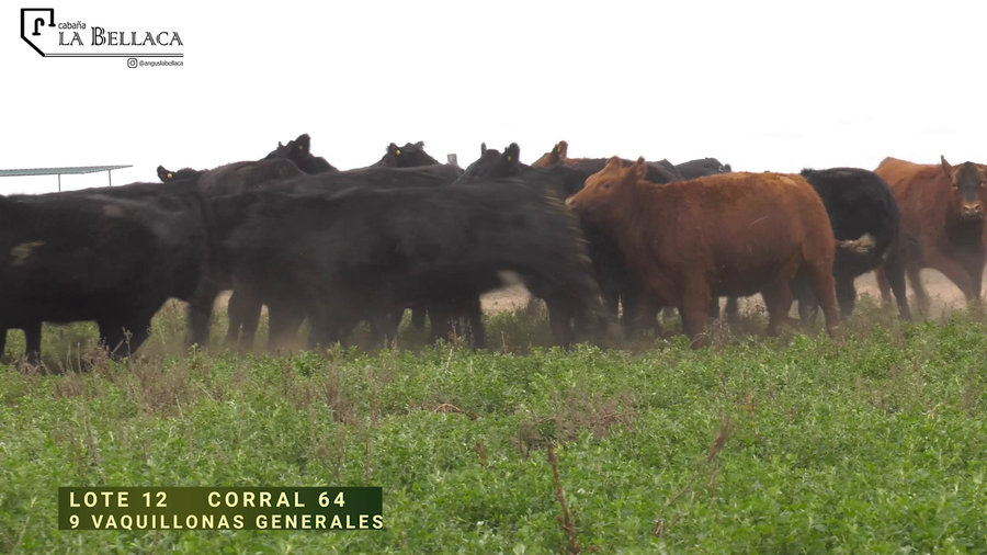Lote VAQUILLONA GENERAL