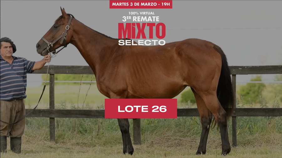 Lote DOÑA NOVATA (ARG)