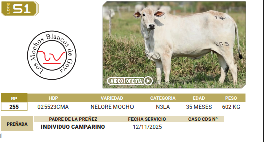 Lote LOTE 51