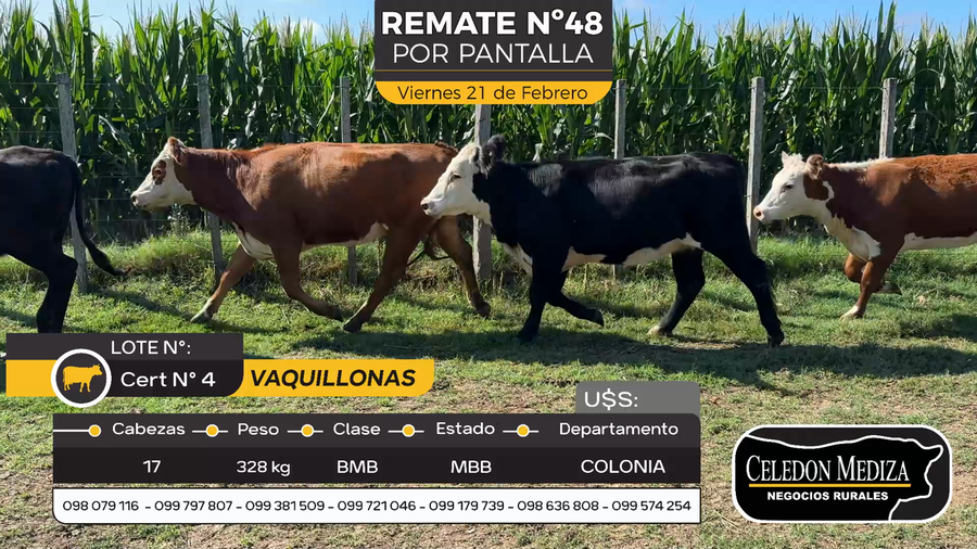 Lote 17 Vaquillonas  en Agraciada, Colonia