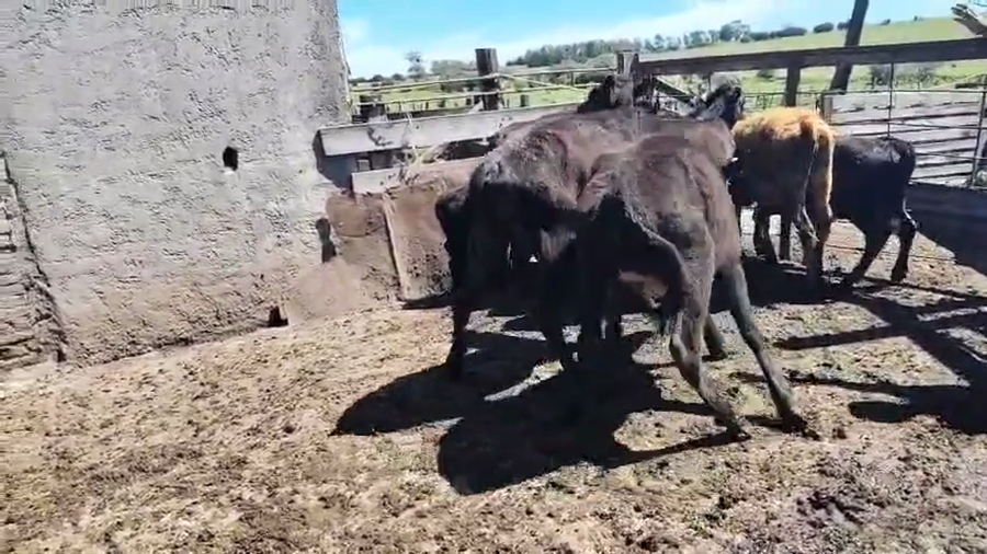 Lote 10 Terneras a remate en Pantalla Camy, San José