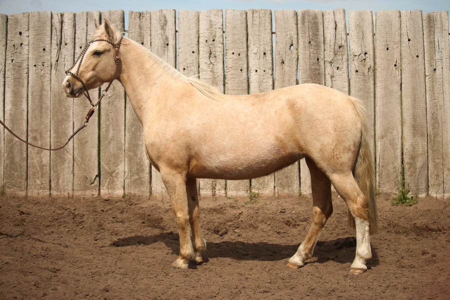 Lote LACAMPANA MILONGA