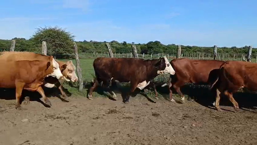 Lote 31 Vacas de invernar en Corrientes, Mercedes