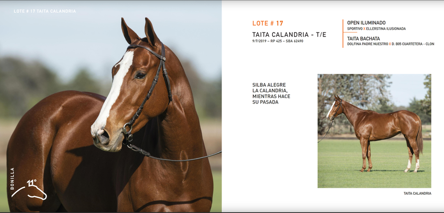 Lote TAITA CALANDRIA - T/E (OPEN ILUMINADO - TAITA BACHATA)