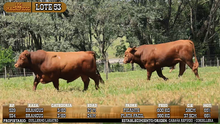 Lote LOTE 53 - VIVO