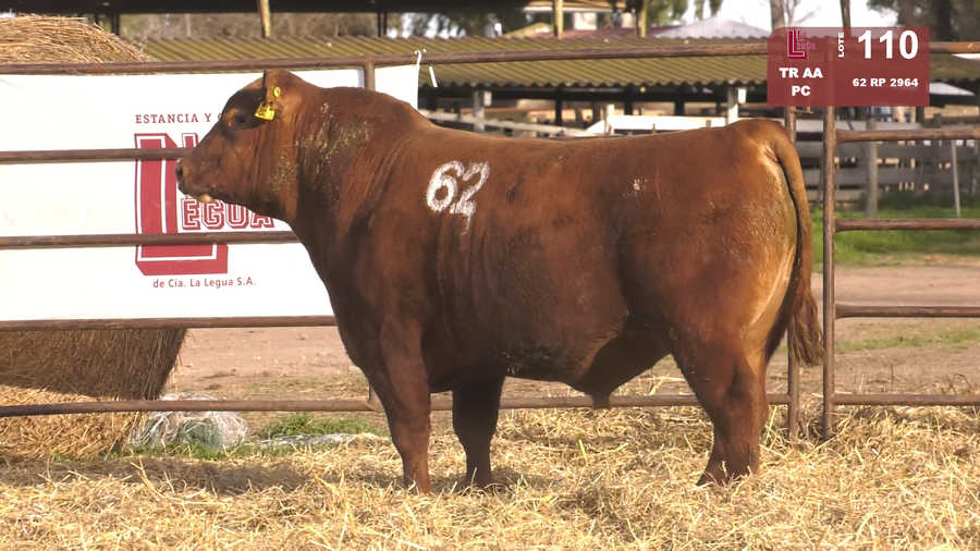 Lote TOROS ANGUS COLORADOS  PC