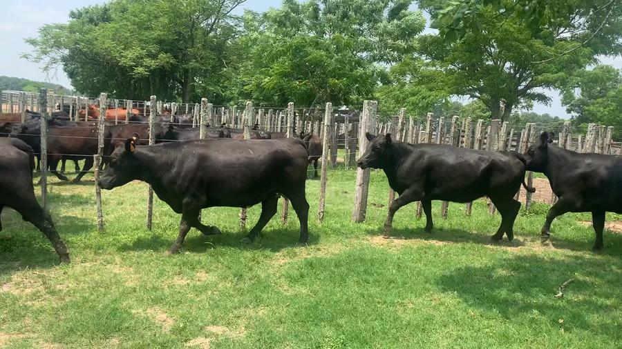 Lote 6 Vaquillonas más de 2 años