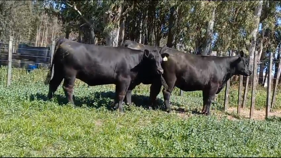 Lote VAQUILLONAS PI PREÑADAS