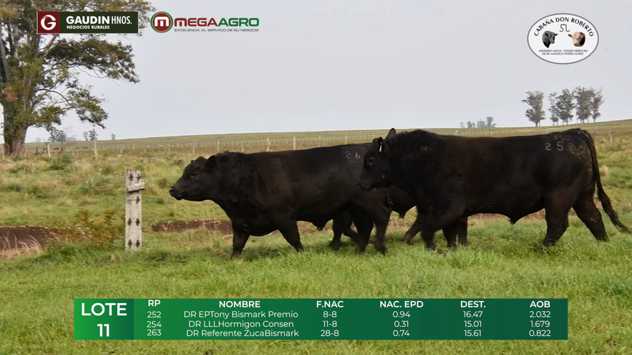 Lote LOTE 11       ANGUS    2 años