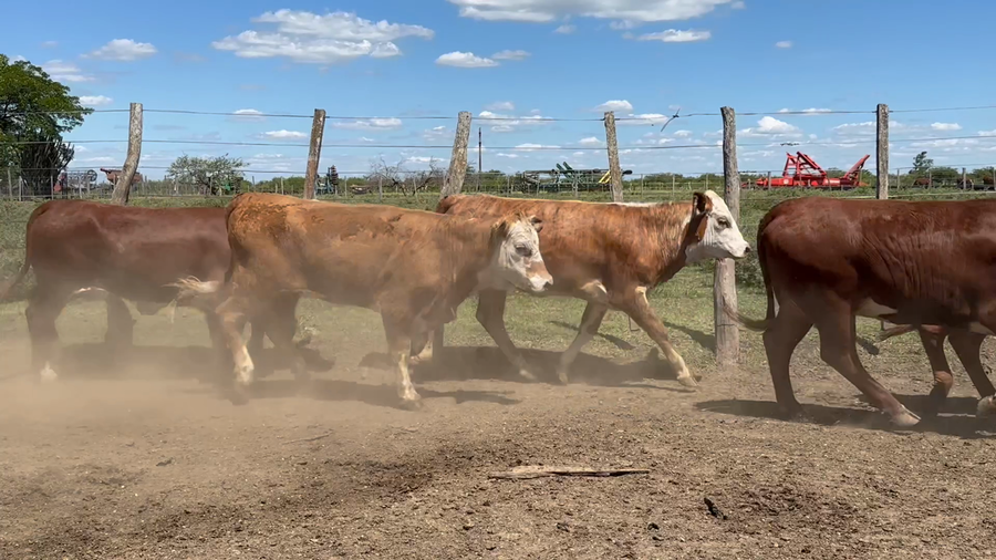 Lote 98 Terneras en Entre Ríos, San Jaime