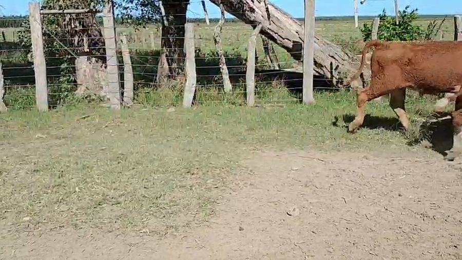 Lote 55 Terneros en Corrientes, Paso de Los Libres