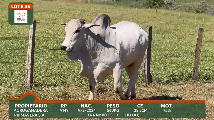 Lote 2P PRIMAVERA