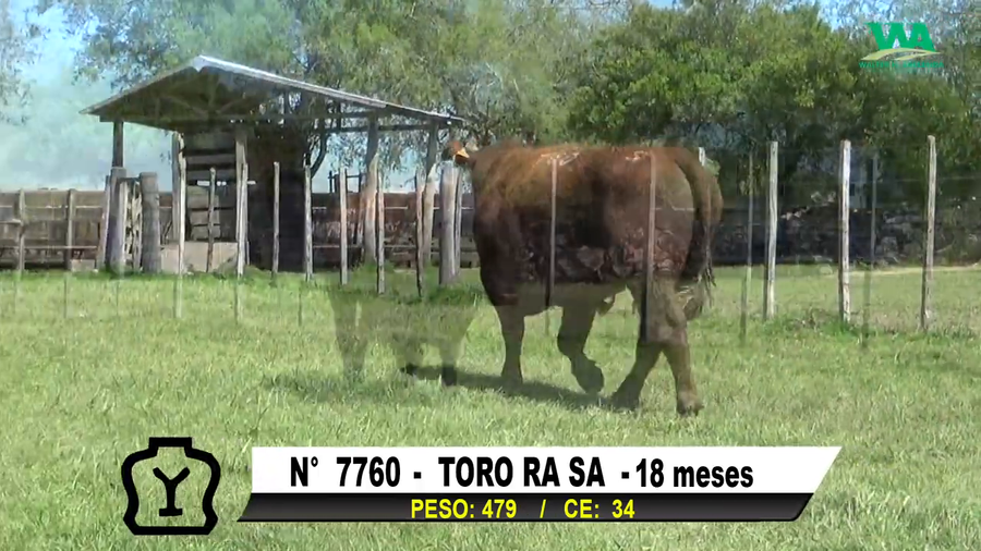 Lote TORO Nº 7760