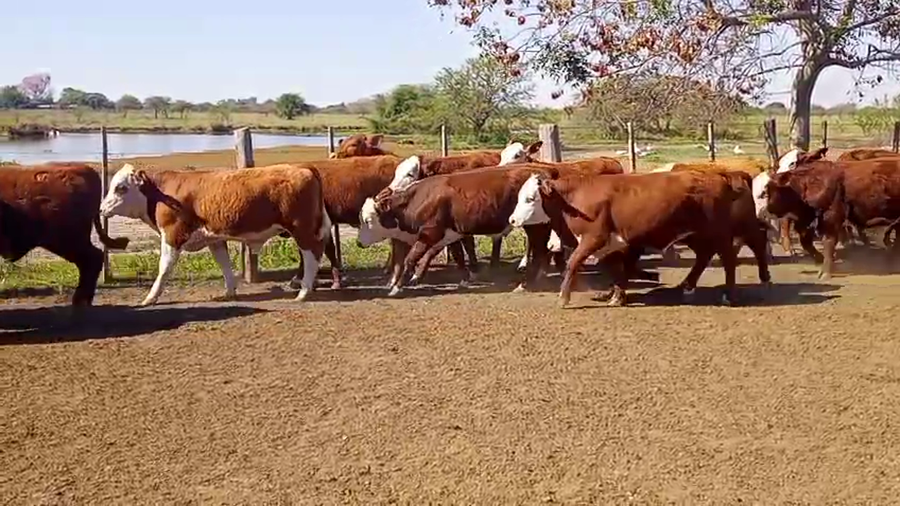 Lote 70 Terneros en Corrientes, Mercedes