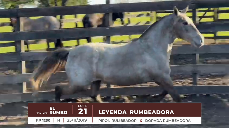Lote LEYENDA RUMBEADORA
