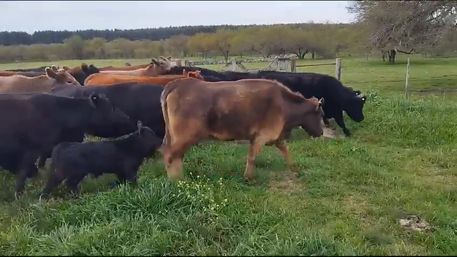 Lote 36 Vaquillonas C/ cria en Concepción del Uruguay, Entre Ríos