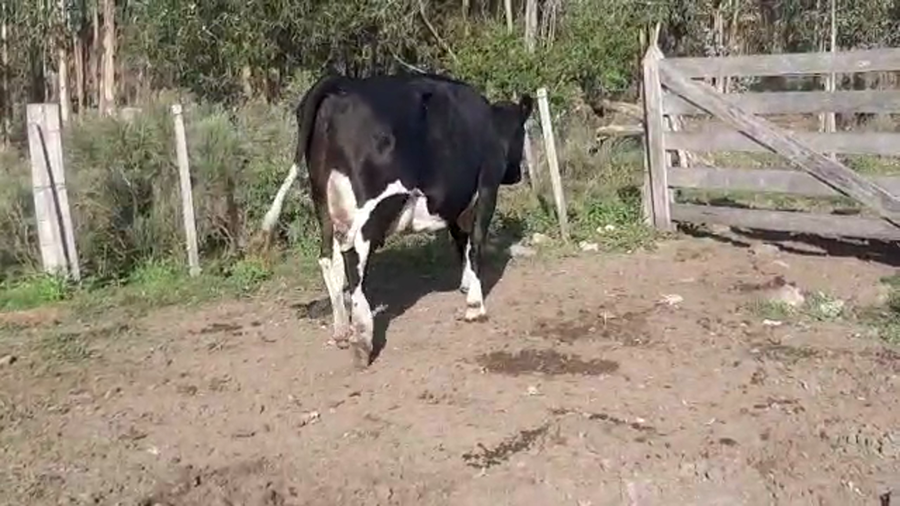 Lote Vacas de Invernada HOLANDO a remate en Pantalla Camy Mayo - Desde La Cuenca 500kg - , San José