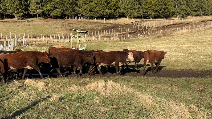 Lote 48 Ternero en Coyhaique, XI Región Aysén