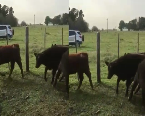 Lote 13 Terneros en Brandsen, Buenos Aires