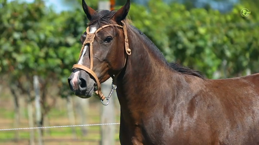Lote BB Achicoria - Cabaña Don Luis
