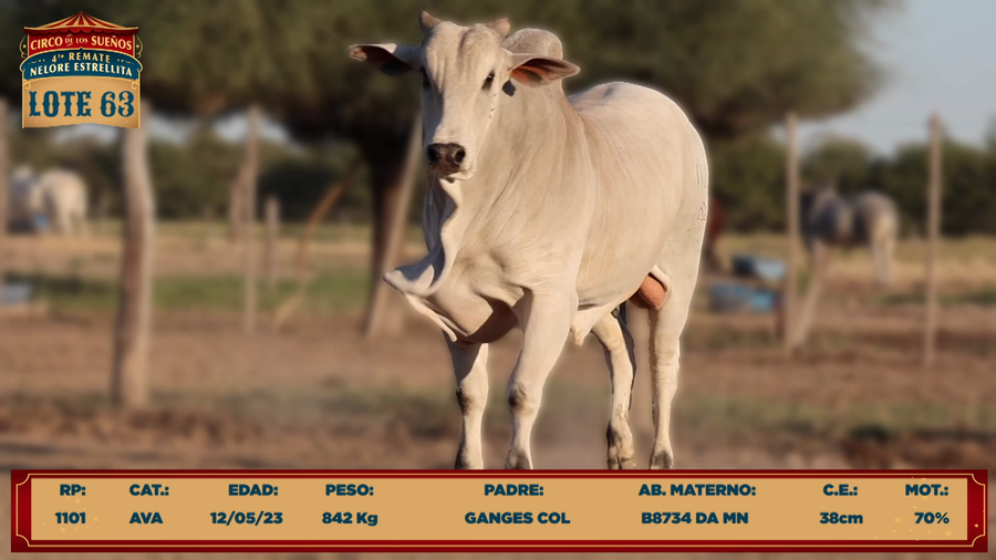Lote LOTE 63