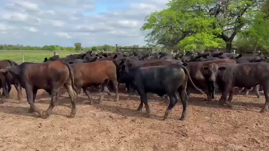 Lote 142 Terneros en Chaco, Villa Berthet