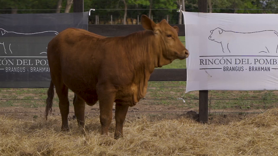 Lote TERNERA BRANGUS