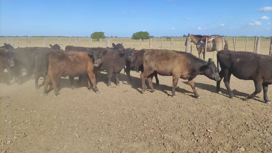 Lote 65 Terneras en Brandsen, Buenos Aires