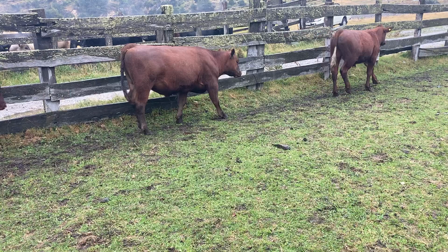 Imagen 1 del Lote Lote 18 Novillo Engorda en XI Región Aysén, Chile Chico