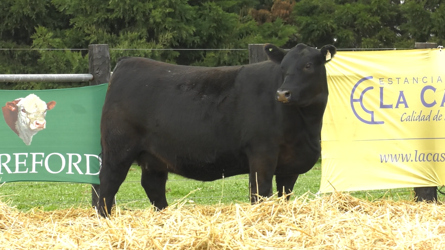 Lote VAQUILLONAS A. ANGUS PURO PEDIGREE